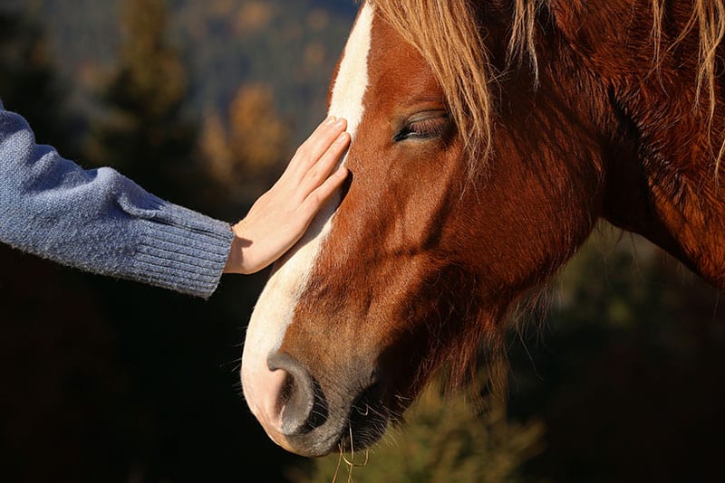 Person touching gentle horse in the equine therapy program at Virtue Recovery Center